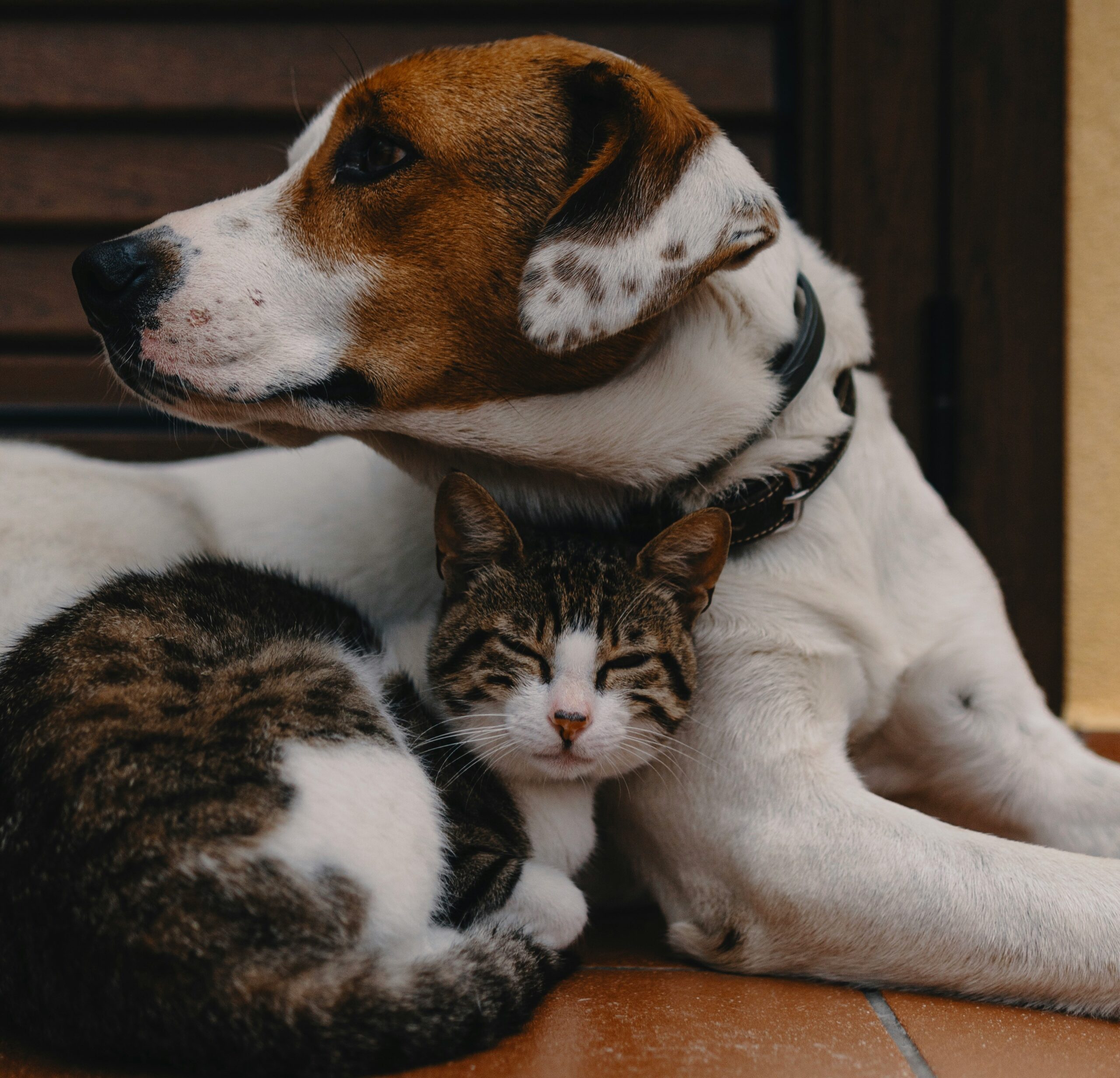 Cat and Dog