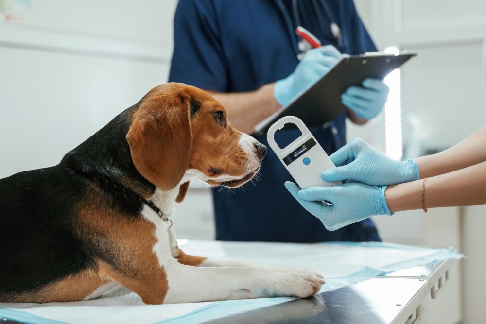 Henderson-Vets-Dog