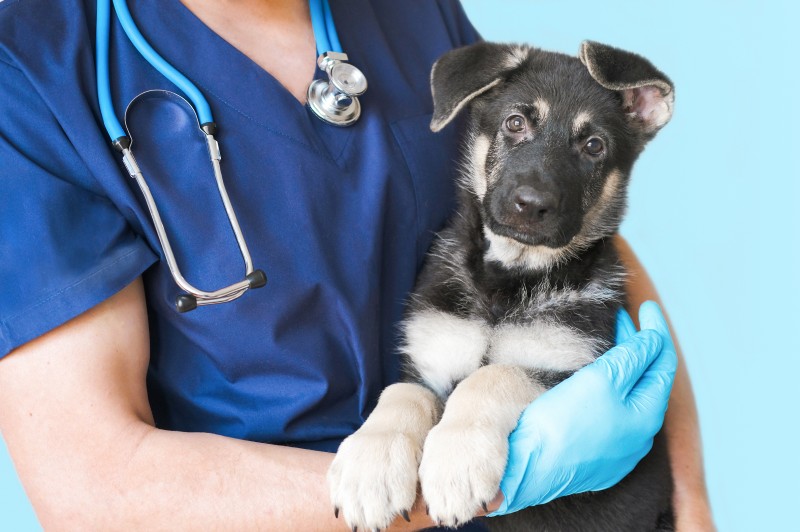 Henderson-Vets-diagnostics-sml